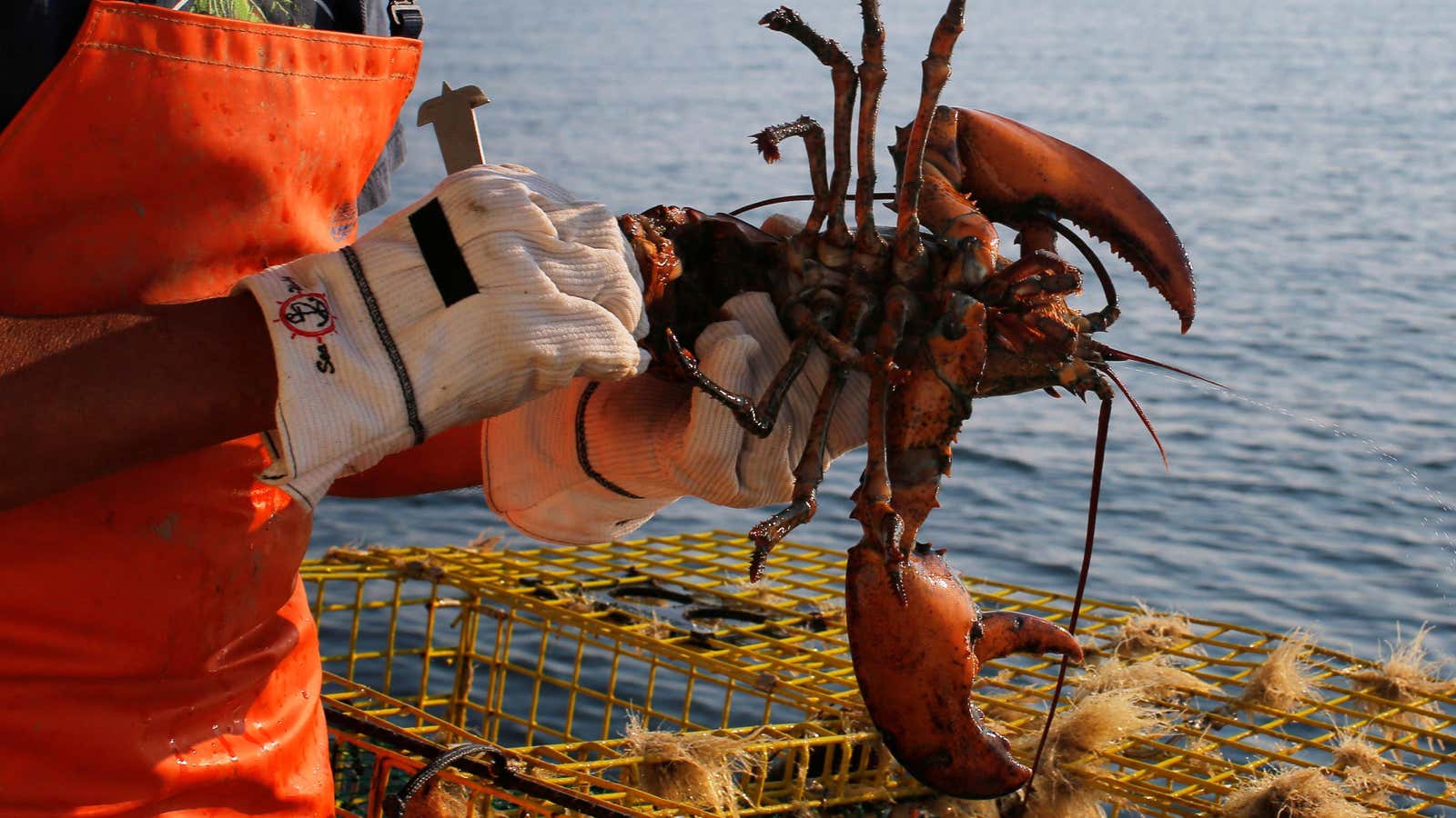 Maine lobster issue demonstrates just how tricky sustainability is