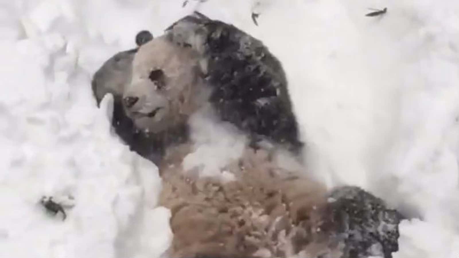 Video: Panda Tian Tian is truly living it up in the blizzard