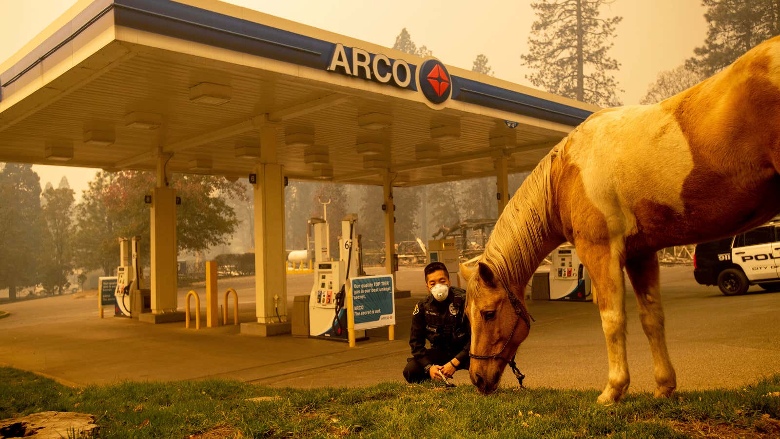 Officer Randy Law tends to a rescued horse as wildfire burns in Paradise.