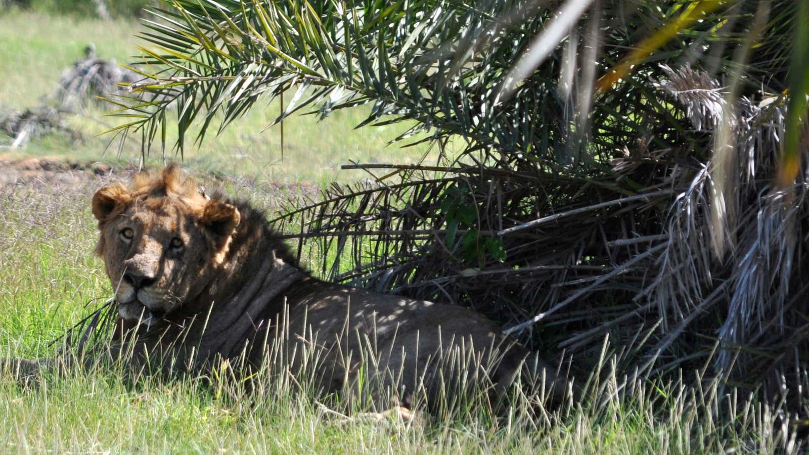 This lion isn’t worried about hunters. He’s worried about his neighborhood.