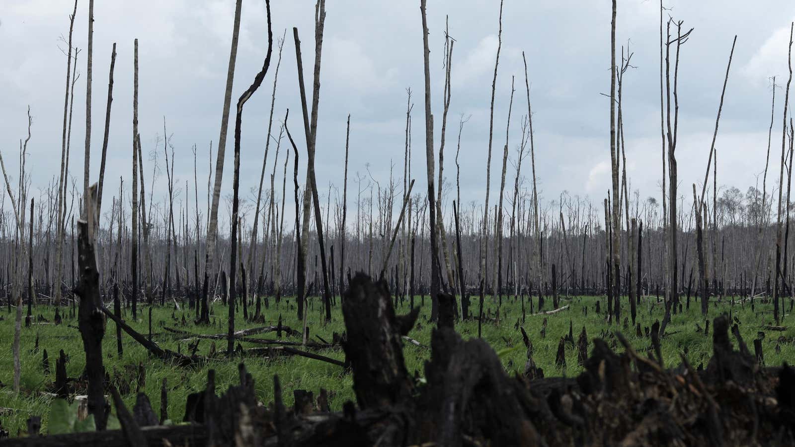 The world’s carbon sink.