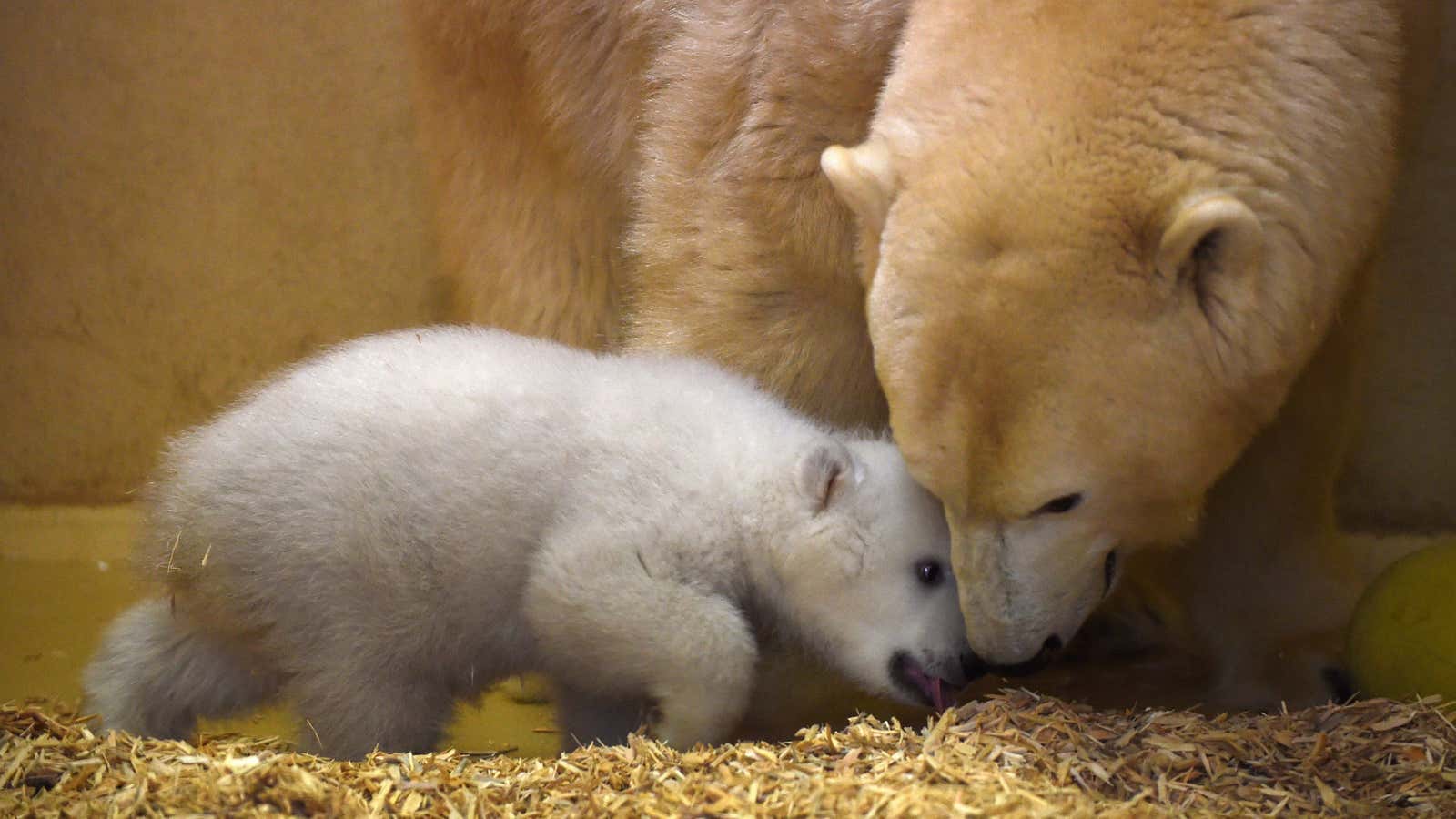 A female polar bear cub plays with its mother Valeska at the zoo in Bremerhaven, northern Germany, Wednesday, March 9, 2016. It was born on…