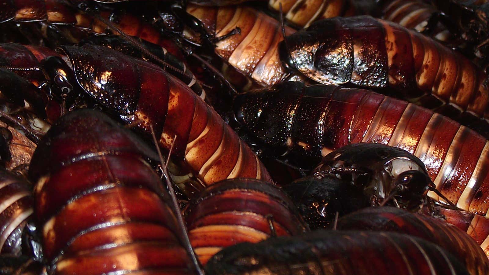 A Chinese Farm Is Breeding 6 Billion Cockroaches A Year To Make Medicine   D5e5d67948ac61d95b1375ce6deed3c0 