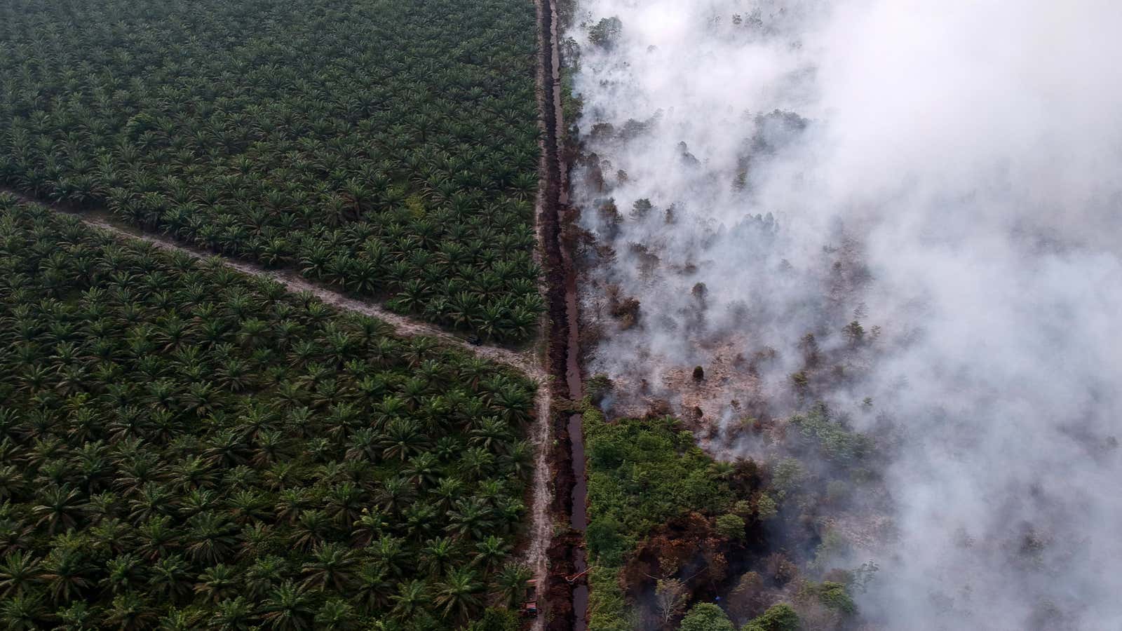 Palm oil producers light the forests on fire, to clear land for plantations. The fires burn out of control.
