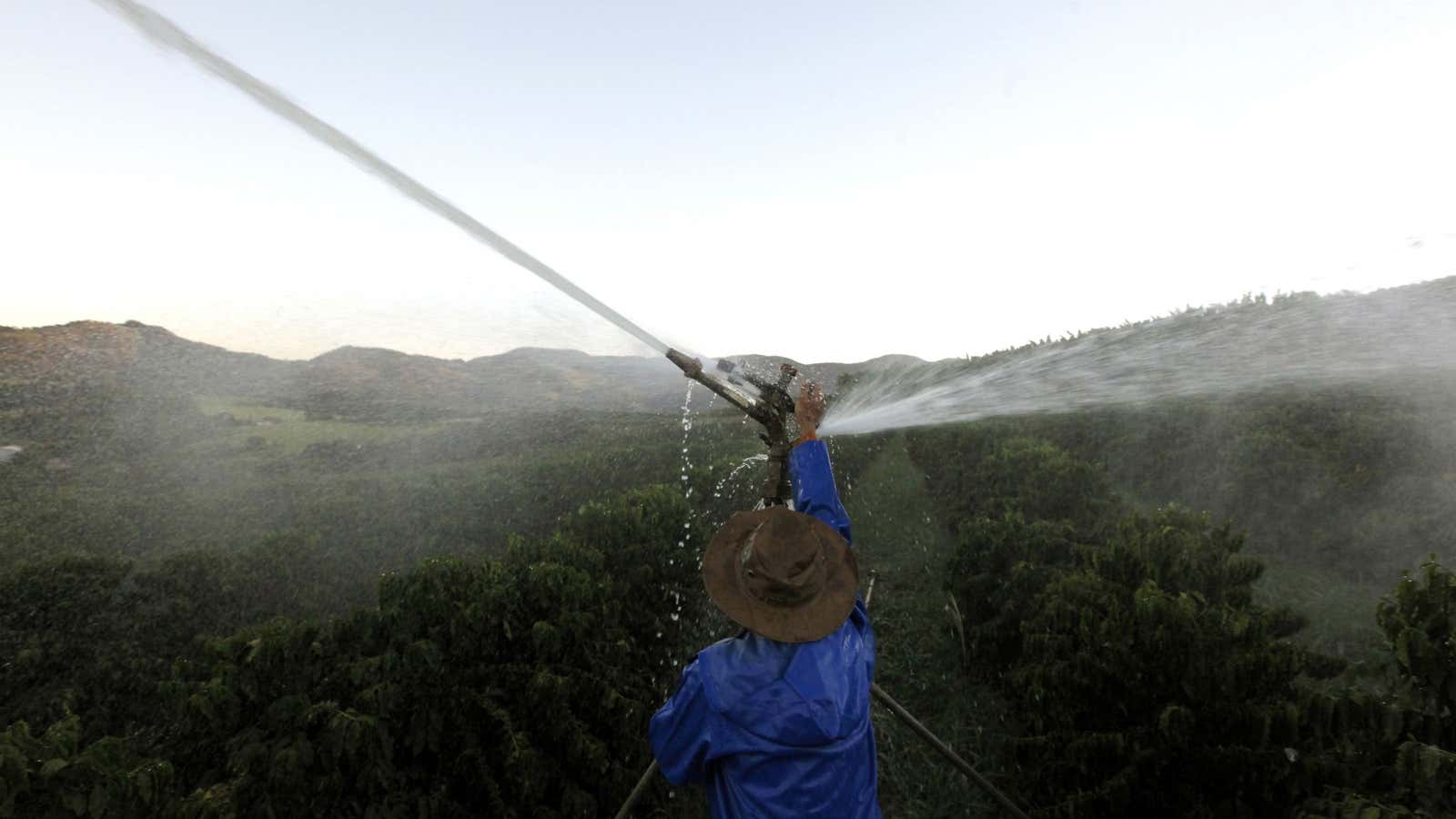 Brutal Brazilian heat has driven coffee futures sharply higher.