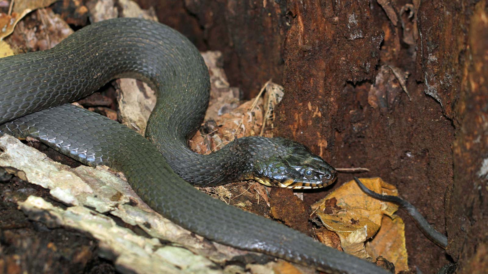 This snake snake species could have something in common with the Virgin Mary.