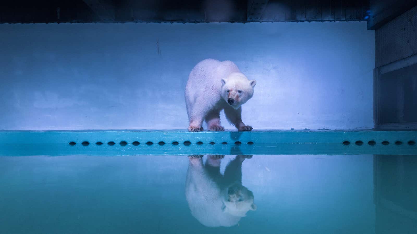 The polar bear in Grandview Mall.