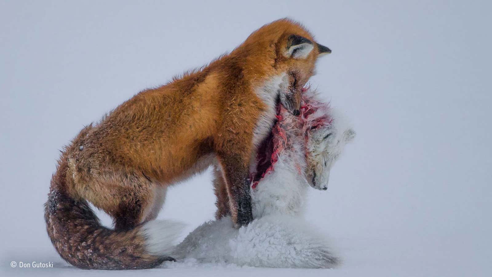 A tale of two foxes. Winner: Wildlife Photographer of the Year