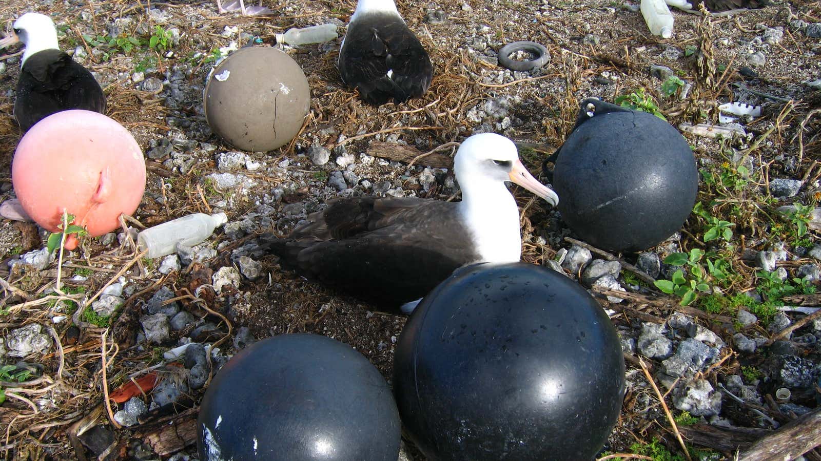 A sea of plastic.