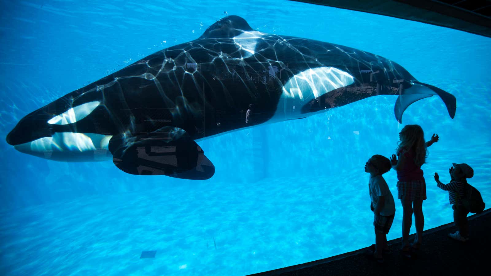 SeaWorld is making a killing.