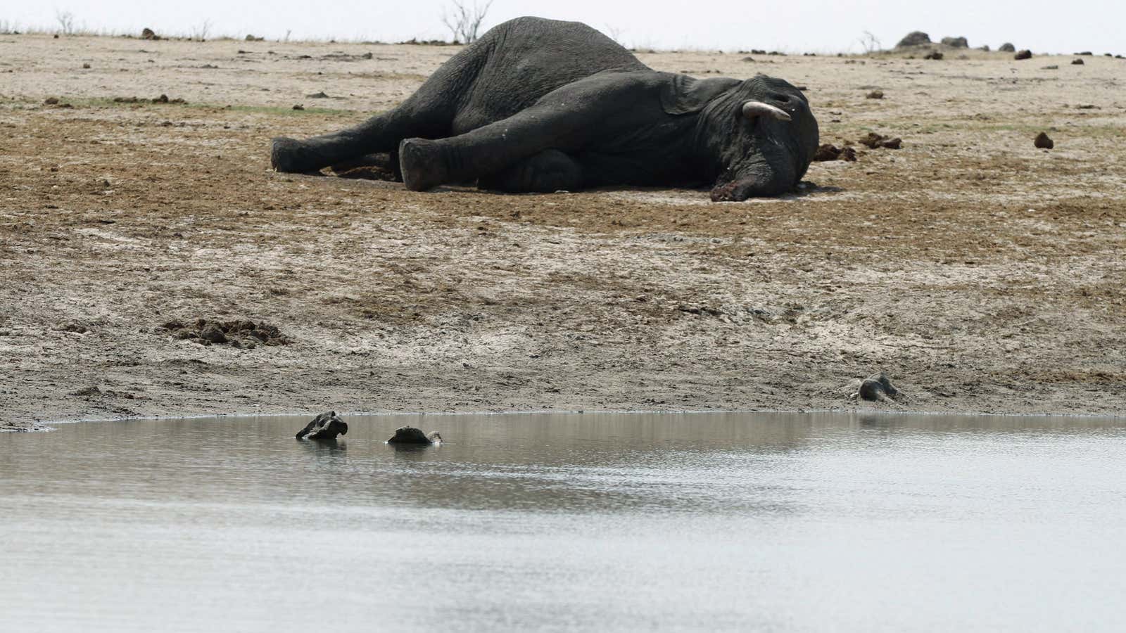 One of Hwange’s poisoned elephants.