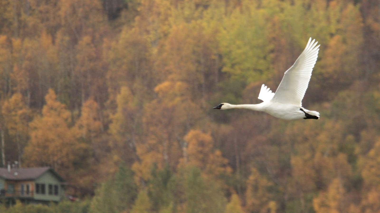 Drone or bird?