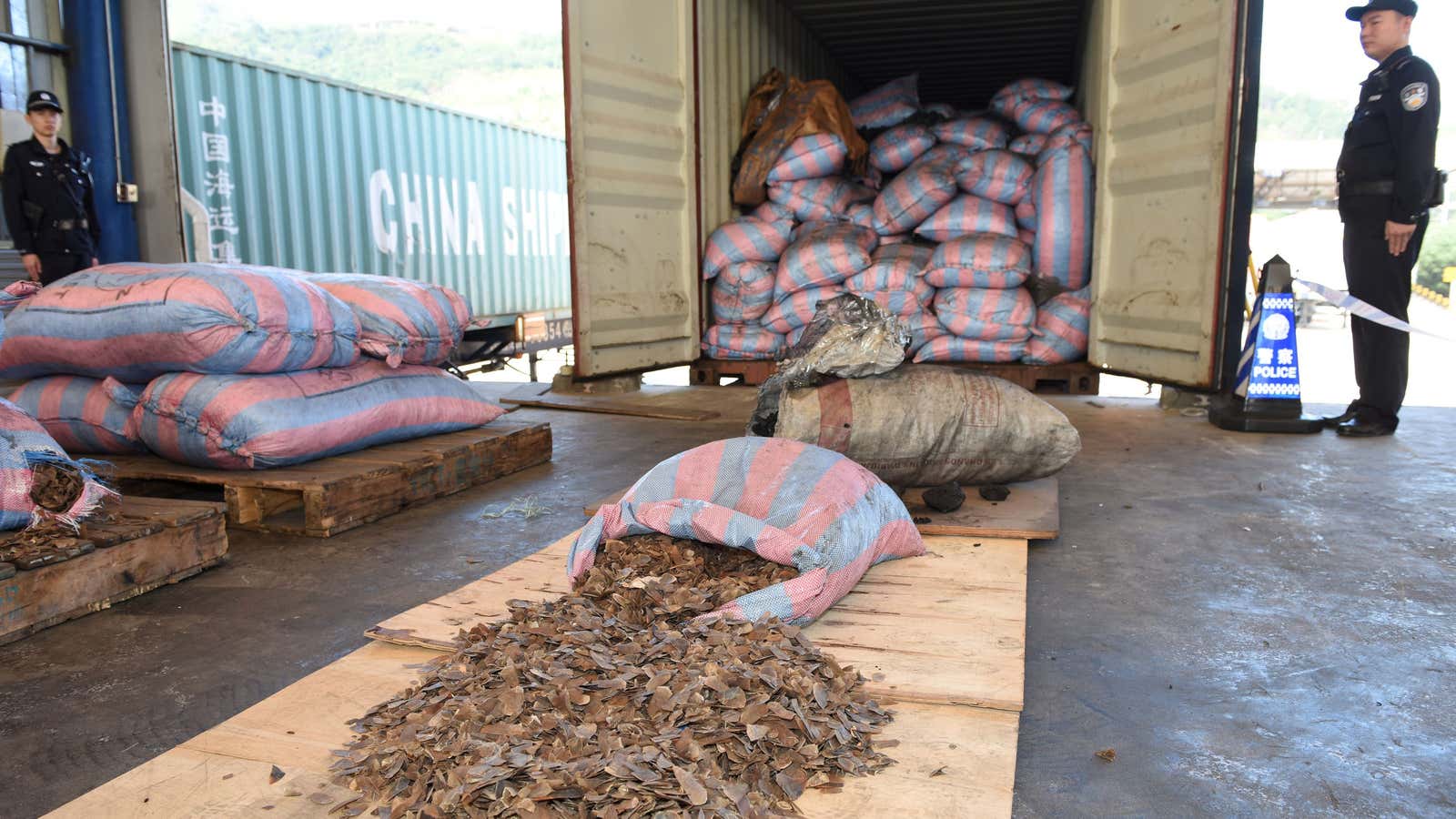 The pangolin scales seizure in Shenzhen.