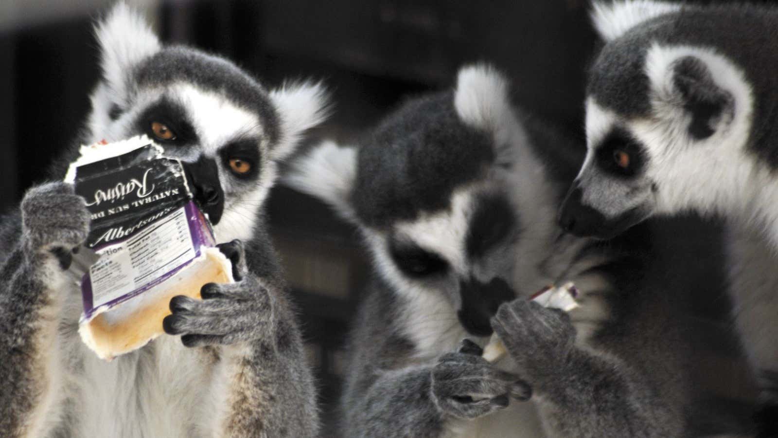 Grim news for these lemurs.