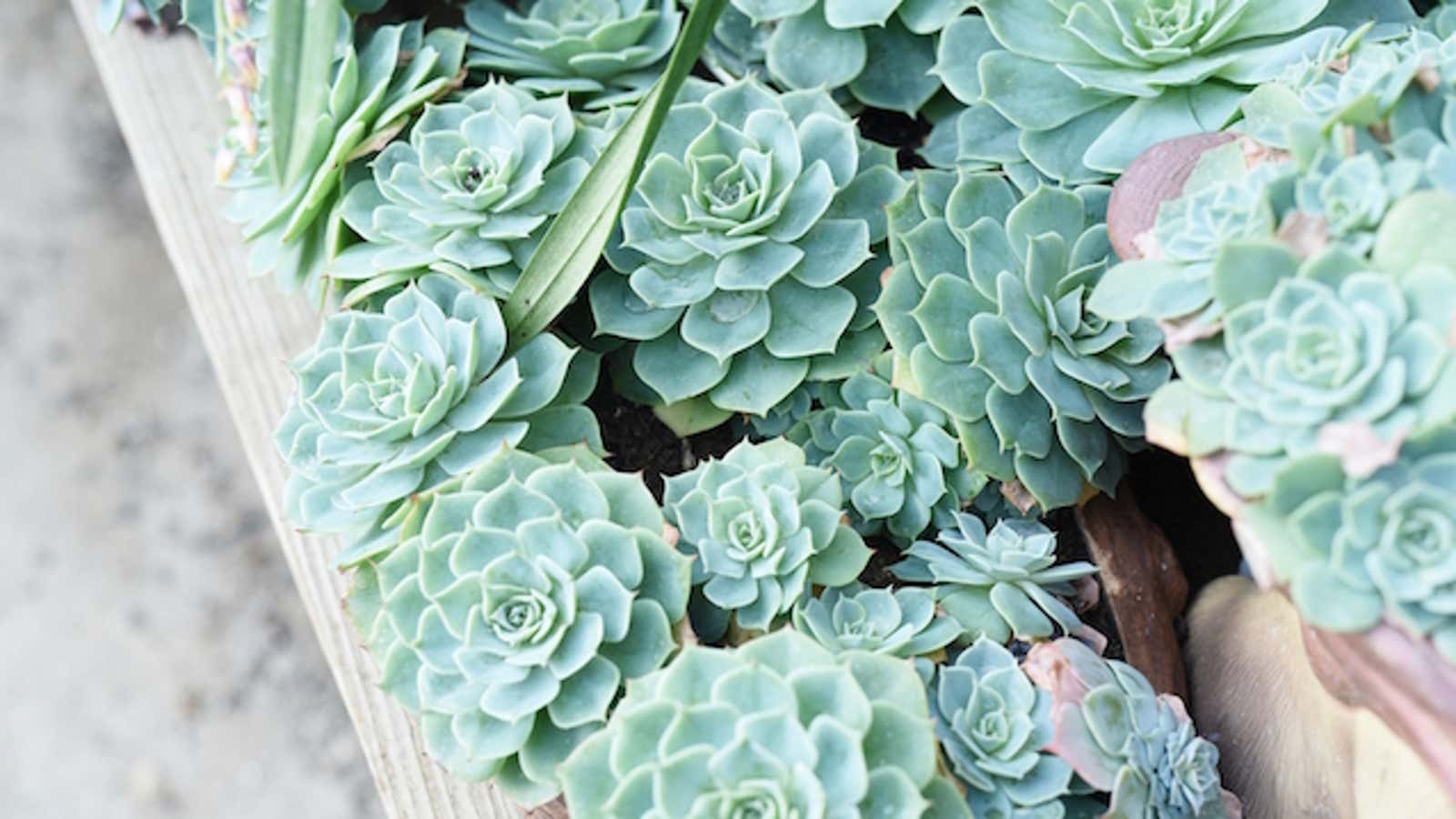 Succulents