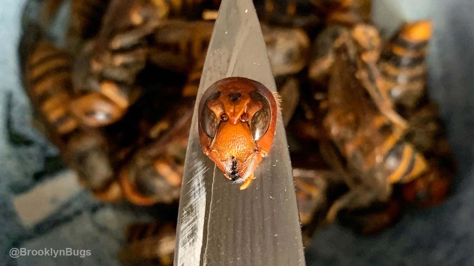 How to Cook a 'Murder Hornet'