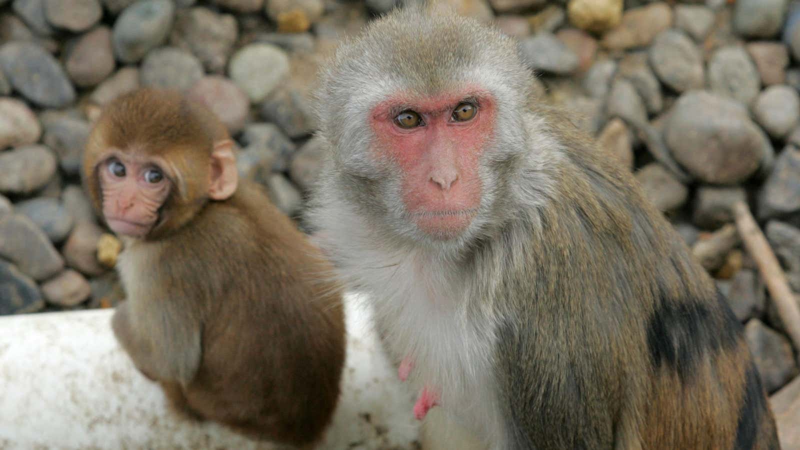 Monkeys at the Oregon National Primate Research Center.