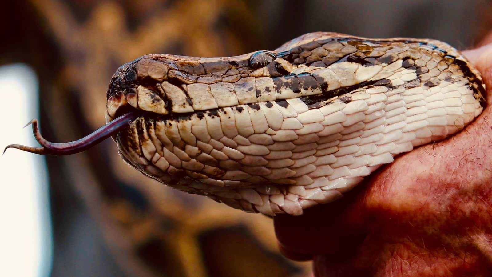 The Burmese python invasion is about to become entertainment.