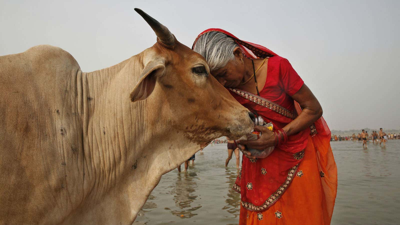 Eat chicken. Love cows.