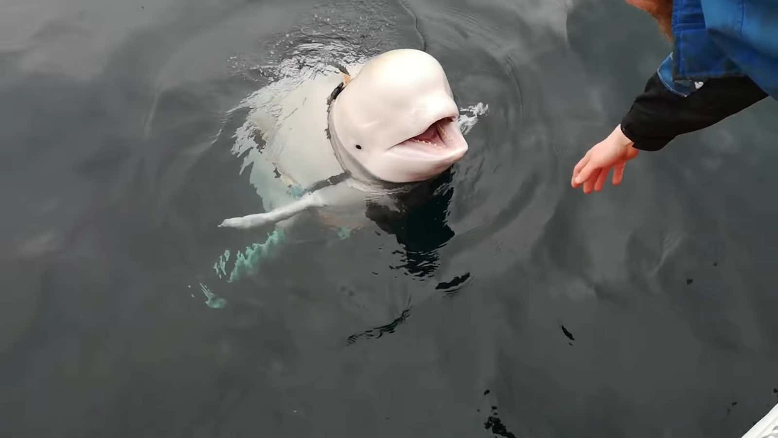 The Story of Beluga (Full Story) 