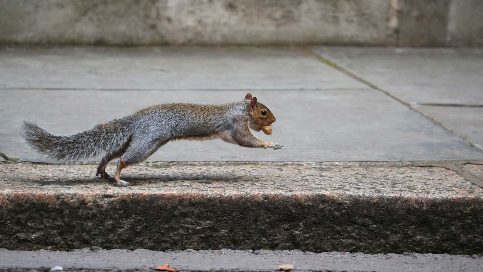 A squirrel carries a nut outside 10 Downing Street in London, Britain September 26, 2017. REUTERS/Hannah McKay – RC155A2343F0