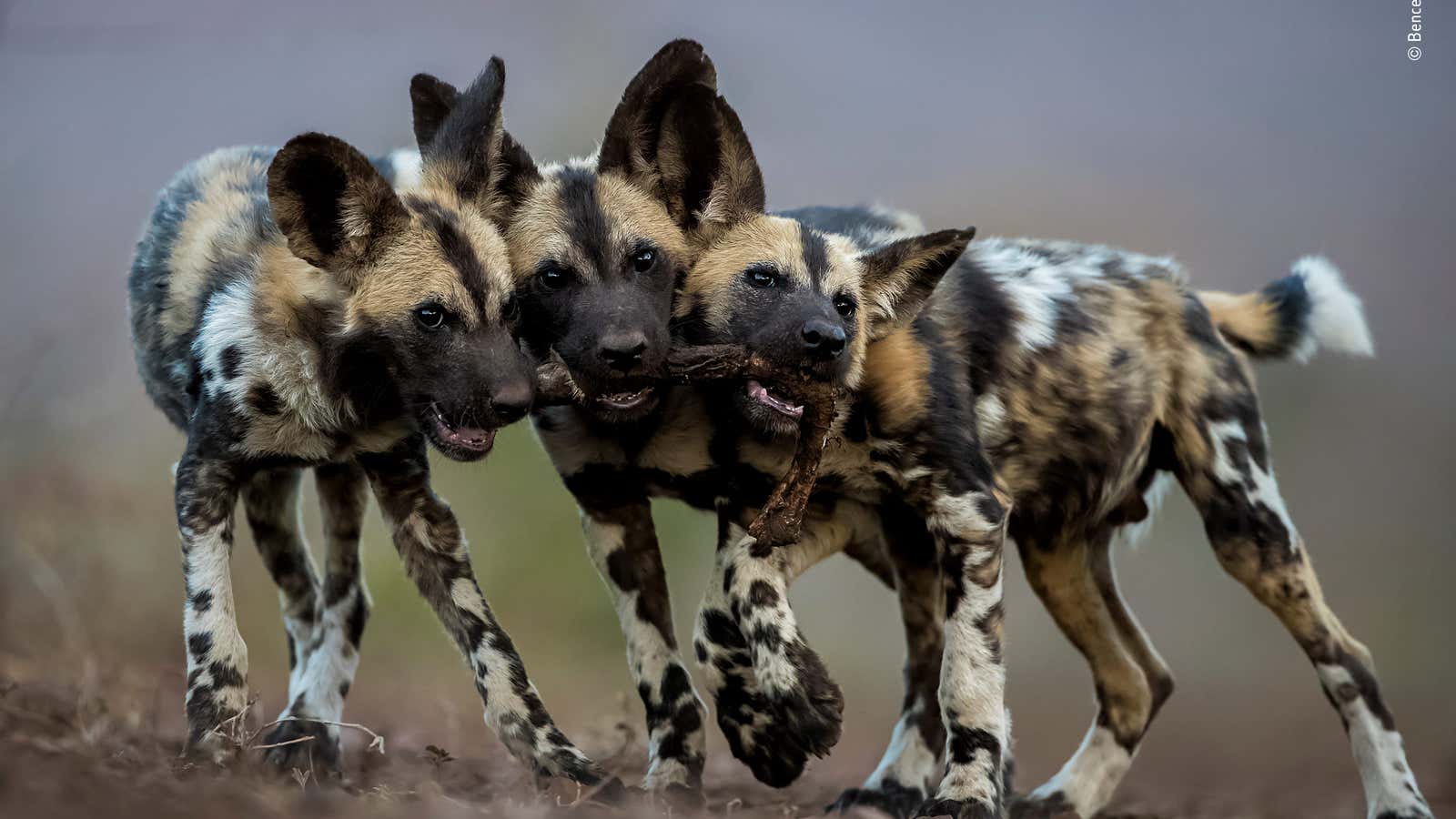 “One Toy, Three Dogs”