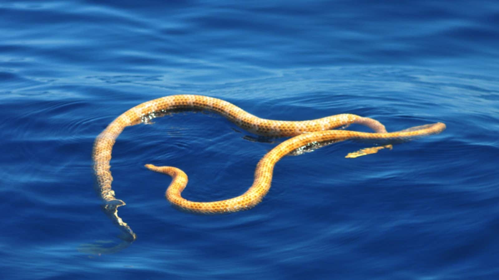 Found: two extinct short nosed sea snakes.