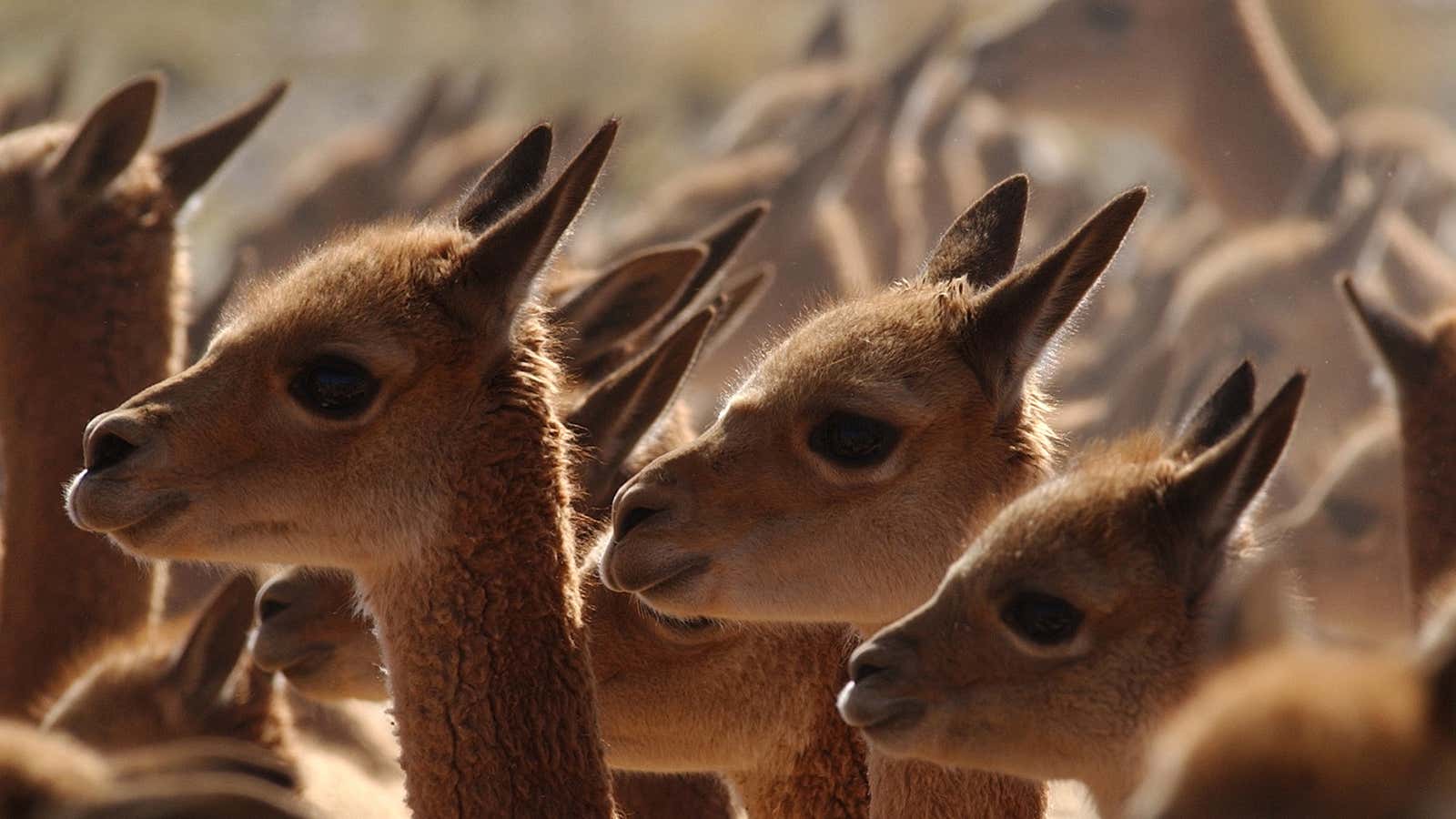 Vicuña populations, which aren’t just cute but produce one of the finest fibers in the world, are at risk.