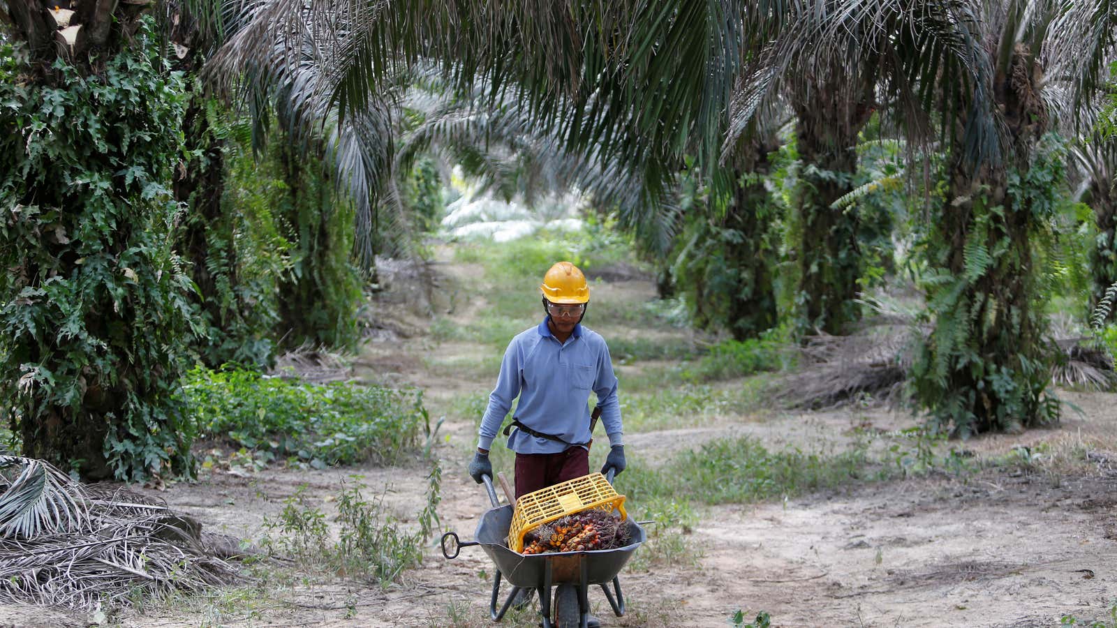 Malaysia is the world’s second largest palm oil exporter.