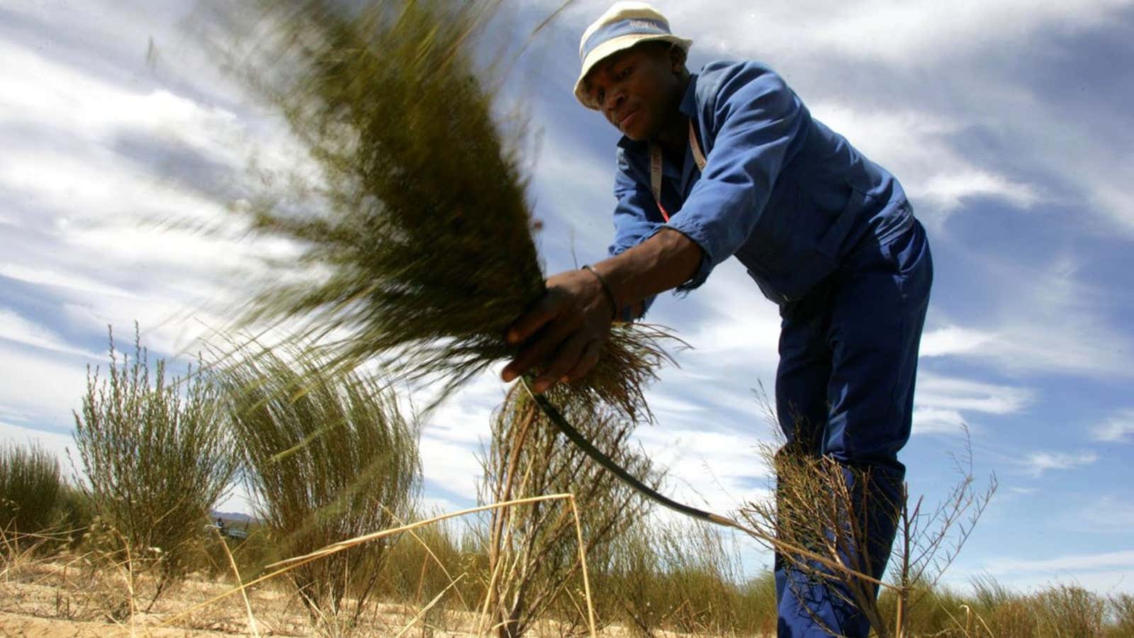 A rooibos farmer holding a bundle of unprocessed rooibos