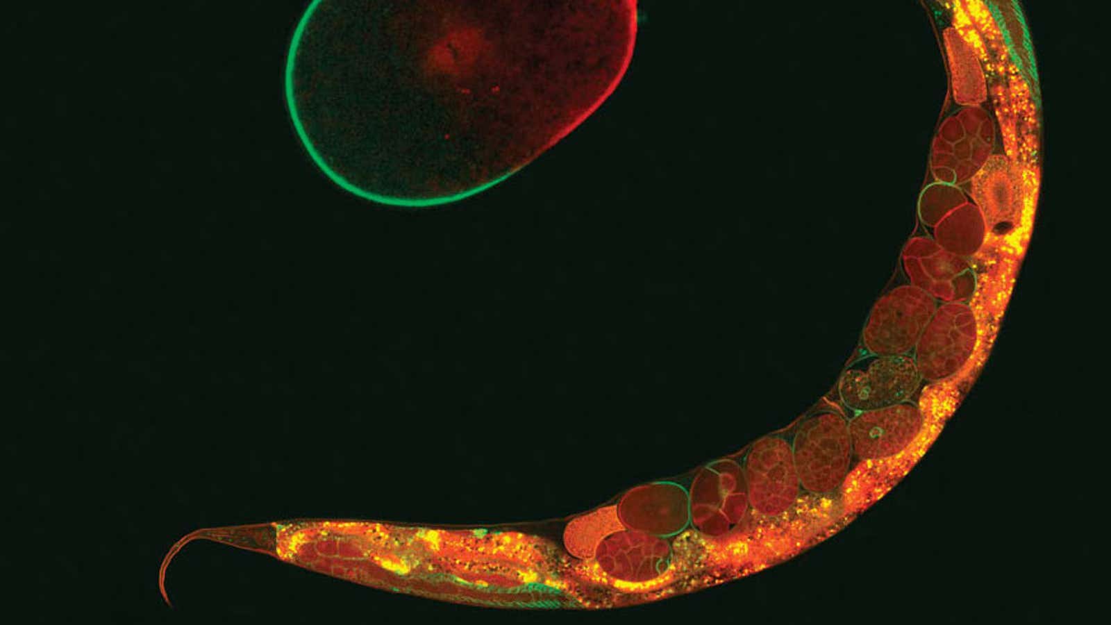 The cellular structure of a roundworm.