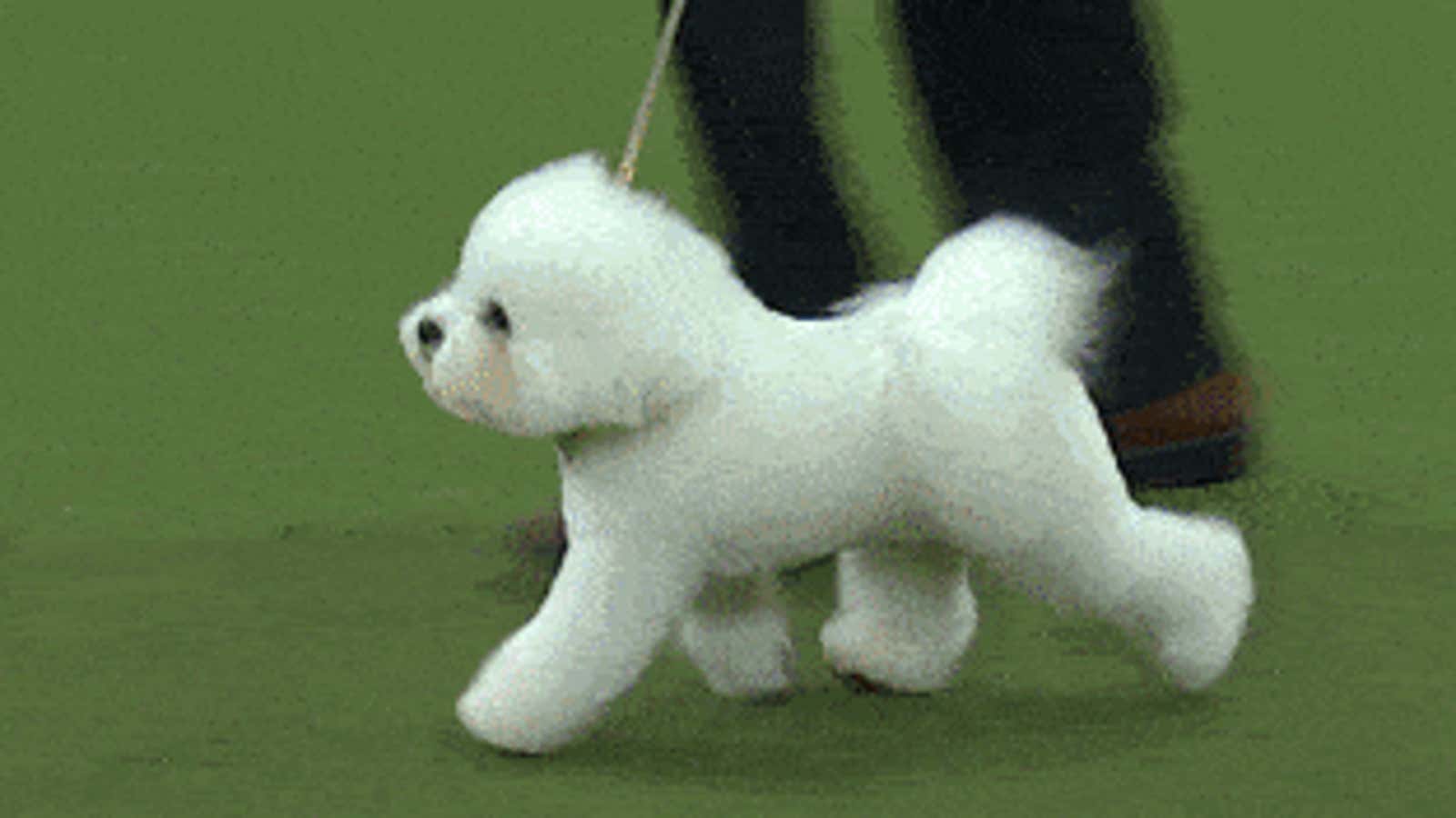 Dog shows