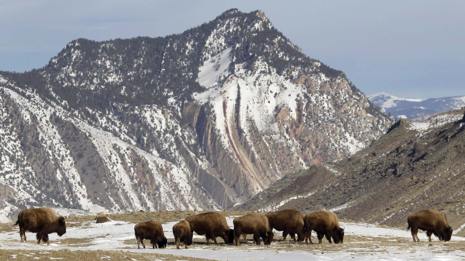 Don’t take a selfie with a bison. Just don’t do it.