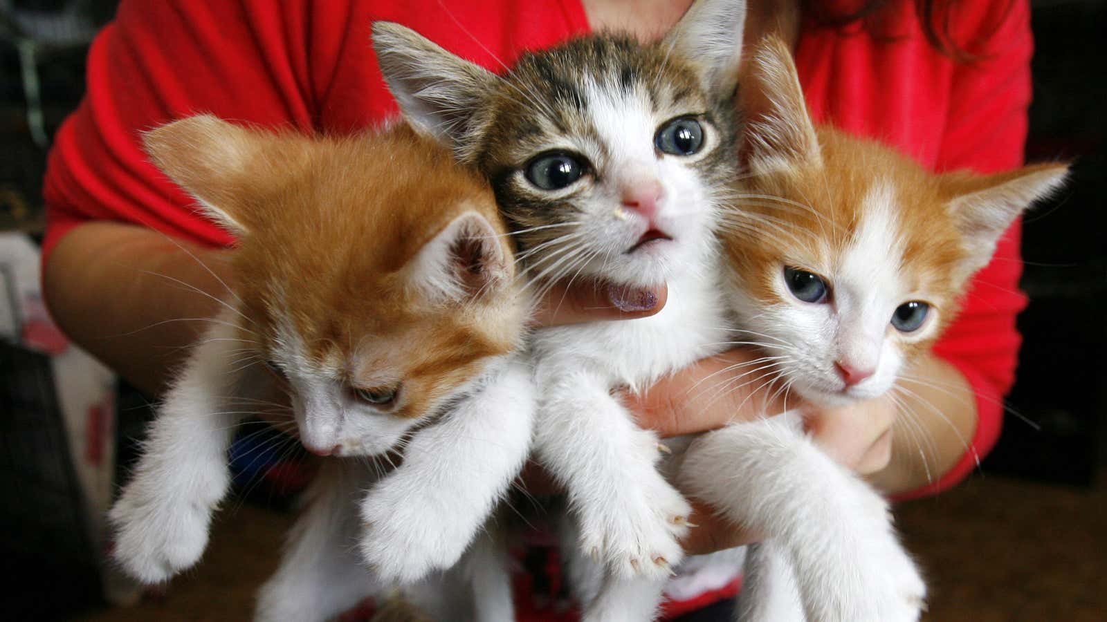 A woman holds kittens in a private volunteer animal shelter, Totoshka, in the southern Russian city of Rostov-on-Don January 11, 2013. The shelter, operated on…