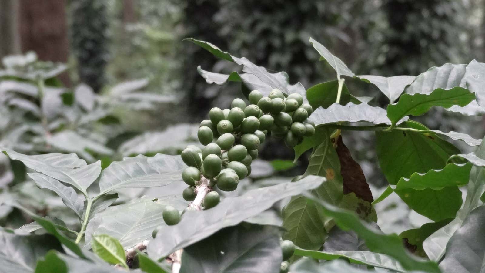 Unripened coffee in the Araku valley.