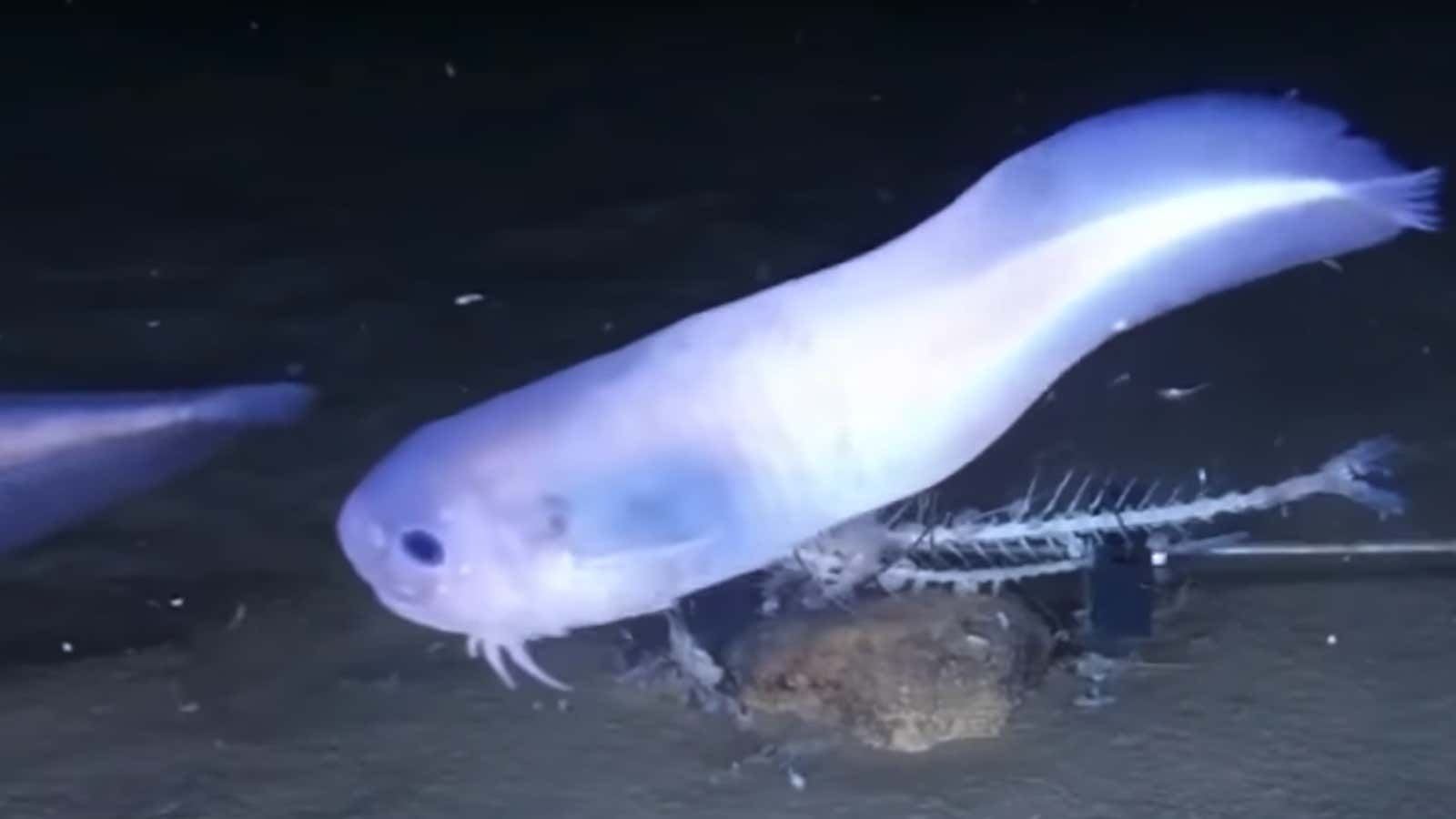 A blue Atacama snailfish chasing his friend’s tail.