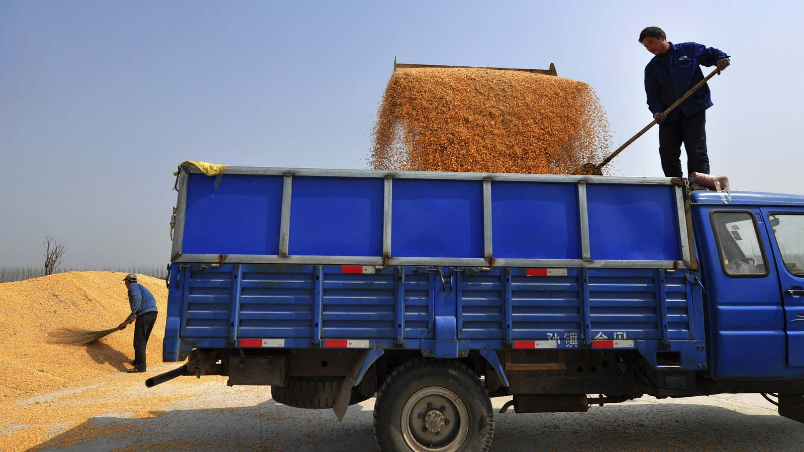 Some of China’s super-expensive corn.