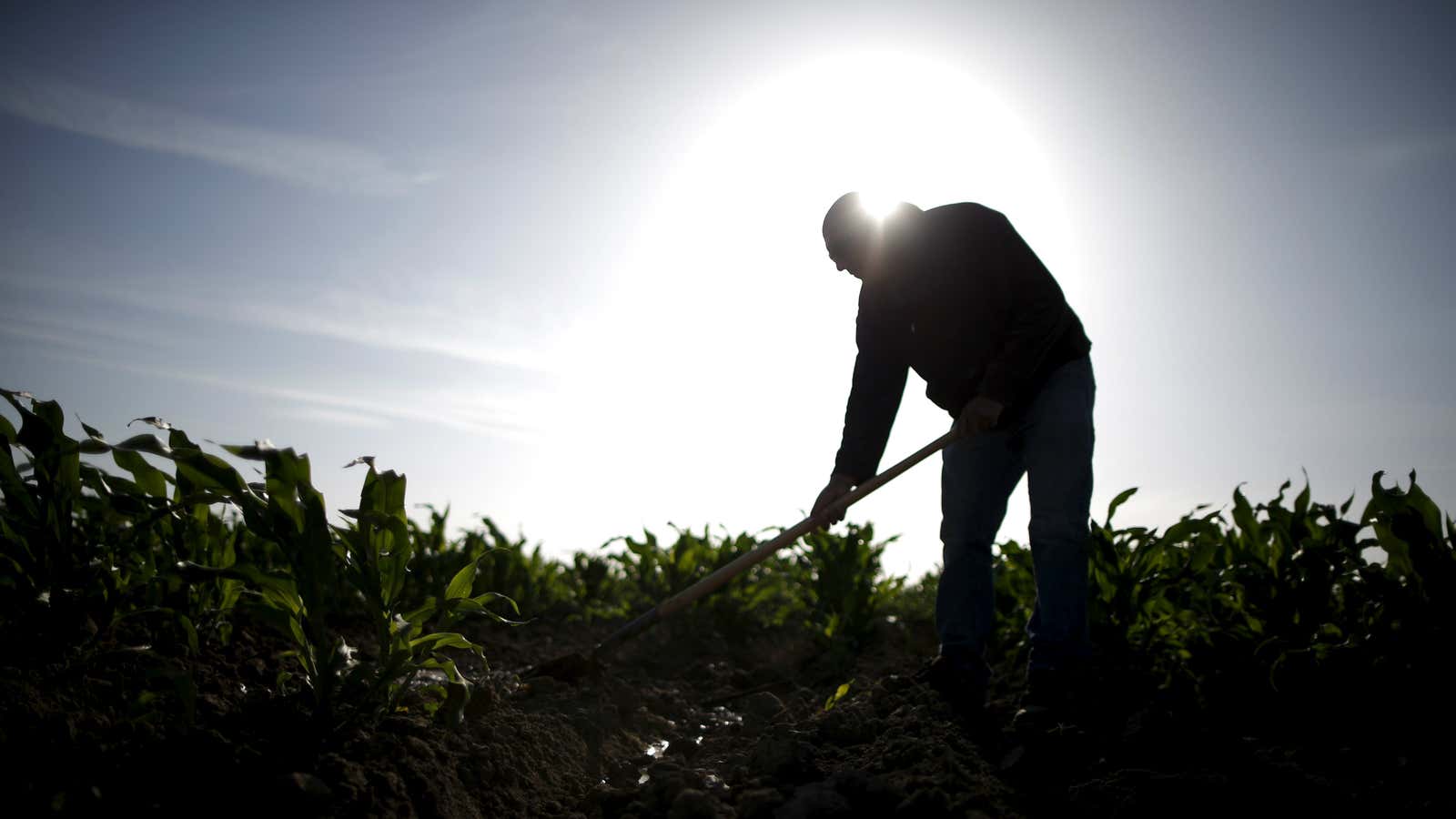 Somebody has to pick those fruits and vegetables.