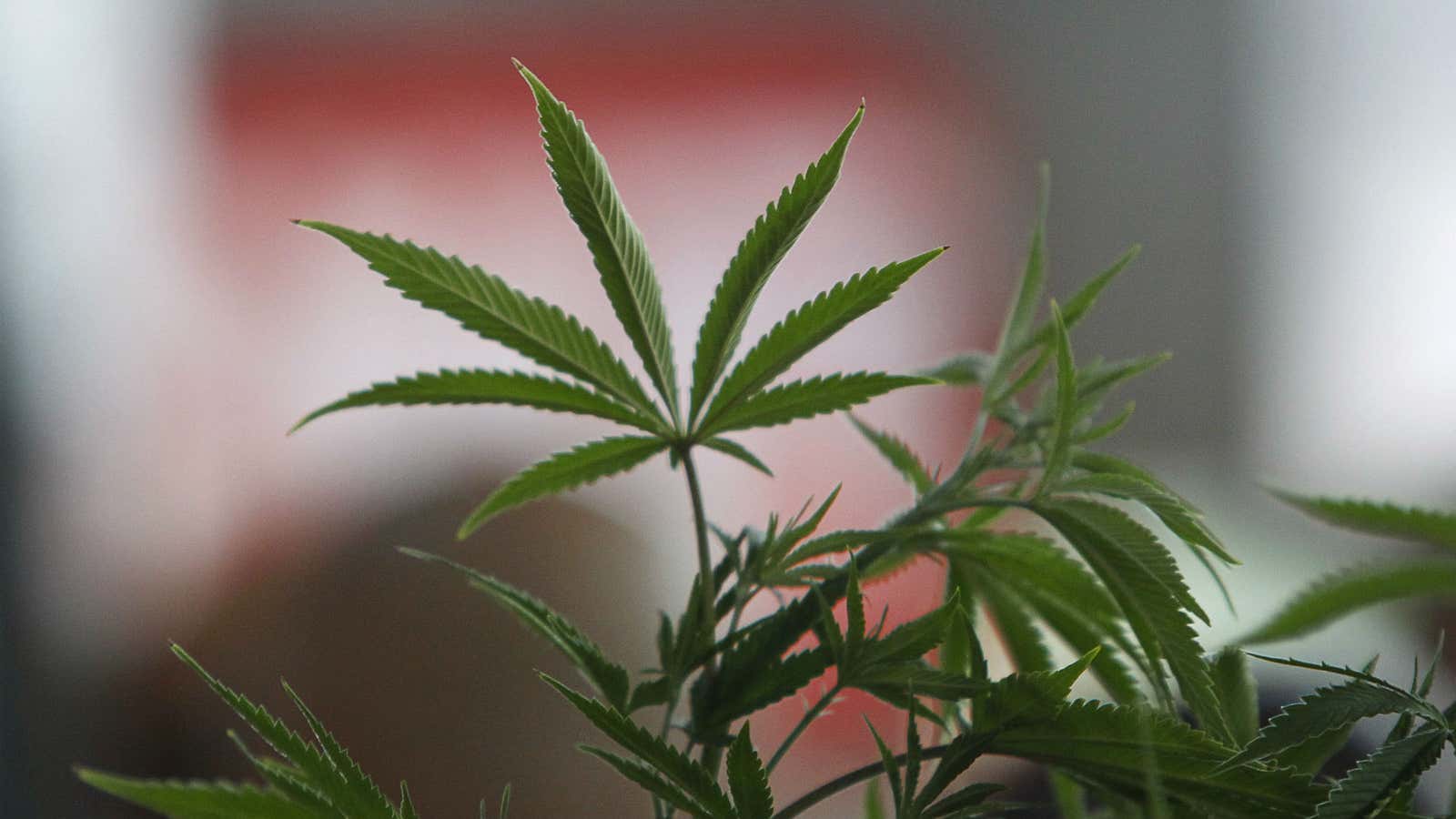 Marijuana may be helping to overcome painkiller abuse in America