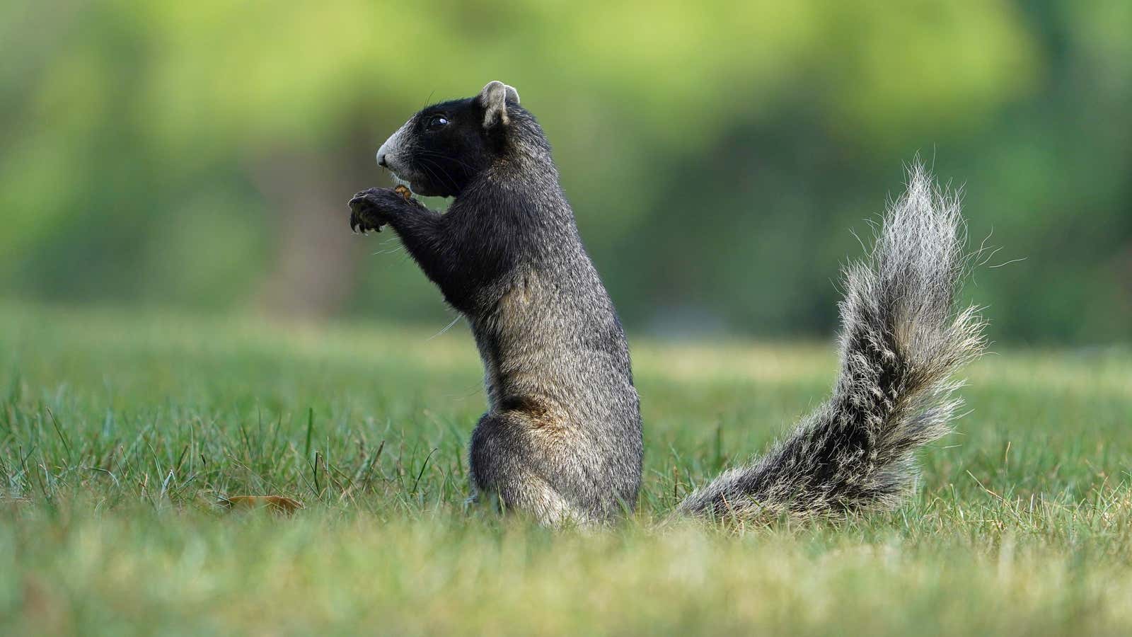 May 2, 2021; Palm Harbor, Florida, USA; A fox squirrel sits off the 1st hole during the final round of the Valspar Championship golf tournament.…