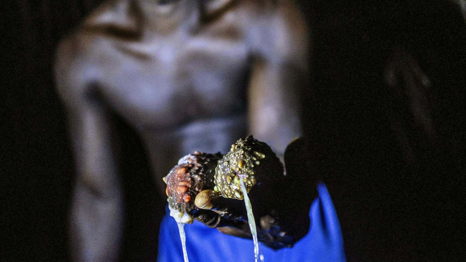 Sea cucumbers, a Chinese delicacy, being fished out from off the coast of Sierra Leone.