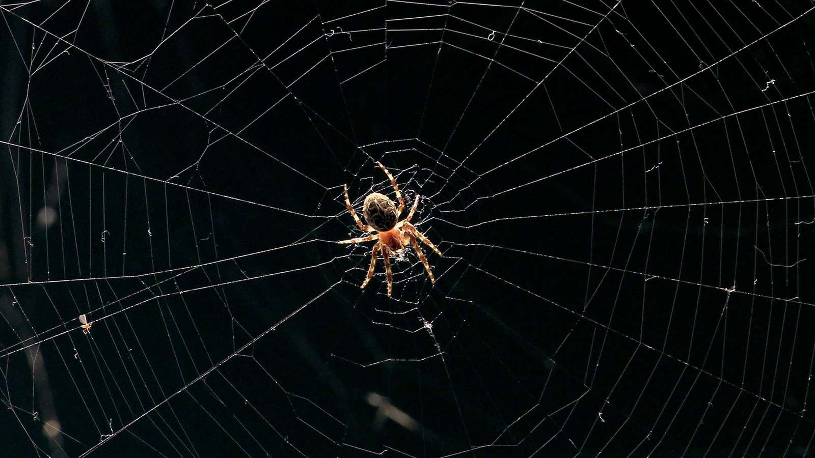 Spiders of Unusual Size are closer than (and maybe not who) you think, Lifestyle