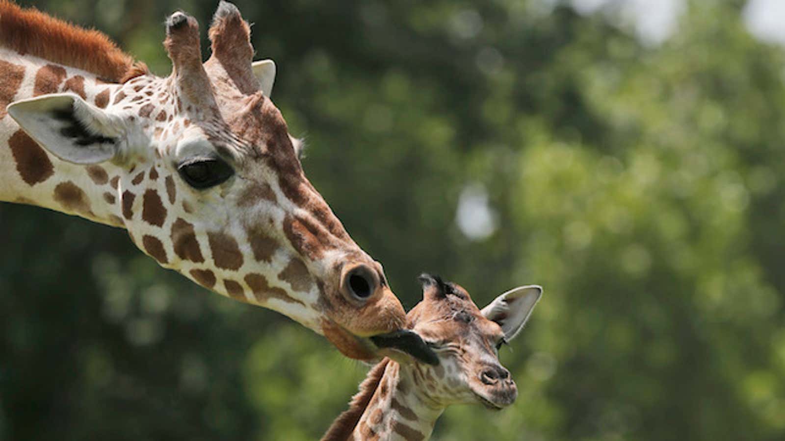 A female giraffe calf, right, born in the early morning on Monday, June 22, 2015, is licked by her mother, Ellie, left, at the Oklahoma City Zoo in Oklahoma City, Tuesday, June 23, 2015. (AP Photo/Sue Ogrocki)