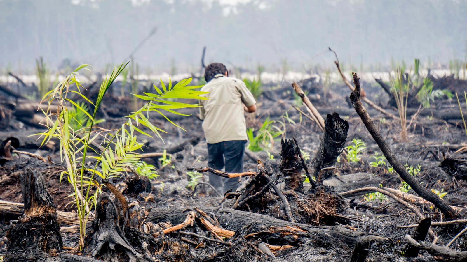 Confirmed: Oil palms were planted on just-burned land outside an ...