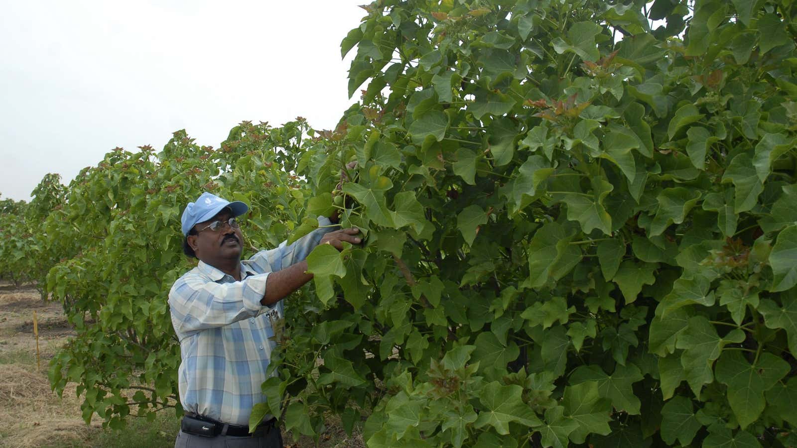 Jatropha, the power plant.