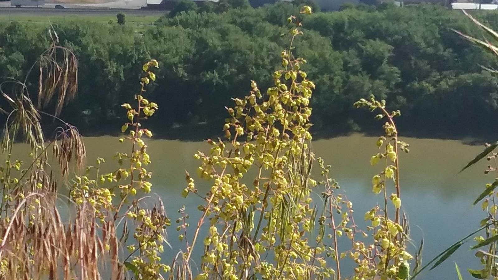 Botanist Chris Martine thought he was tweeting a nice photo of a common wildflower. Not so.