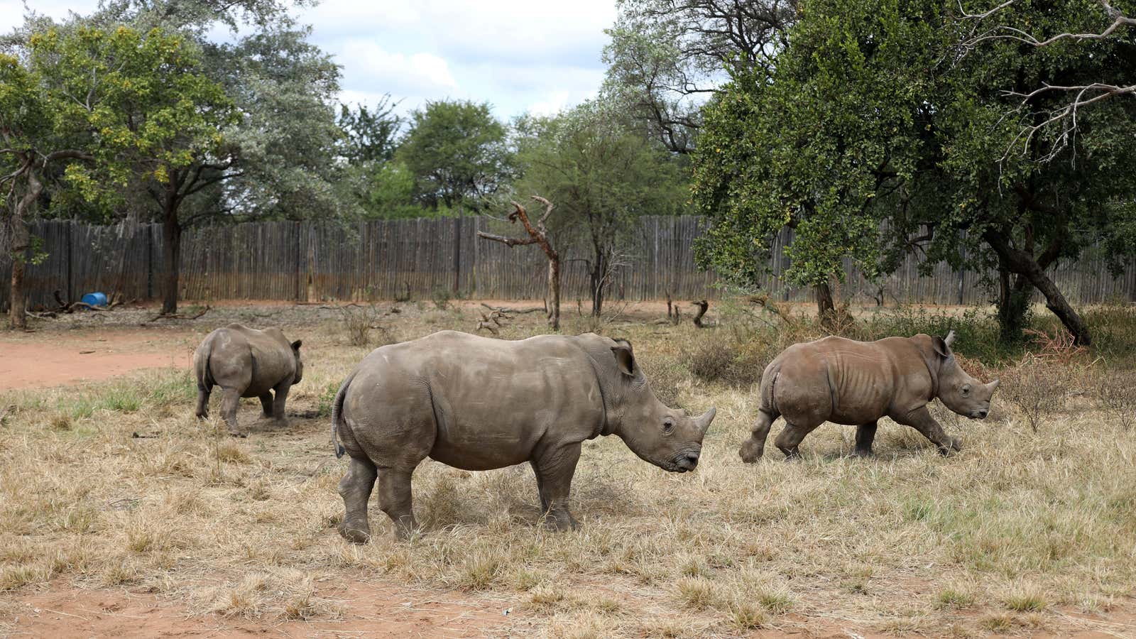 The coronavirus is bad news for rhinos too, albeit indirectly.