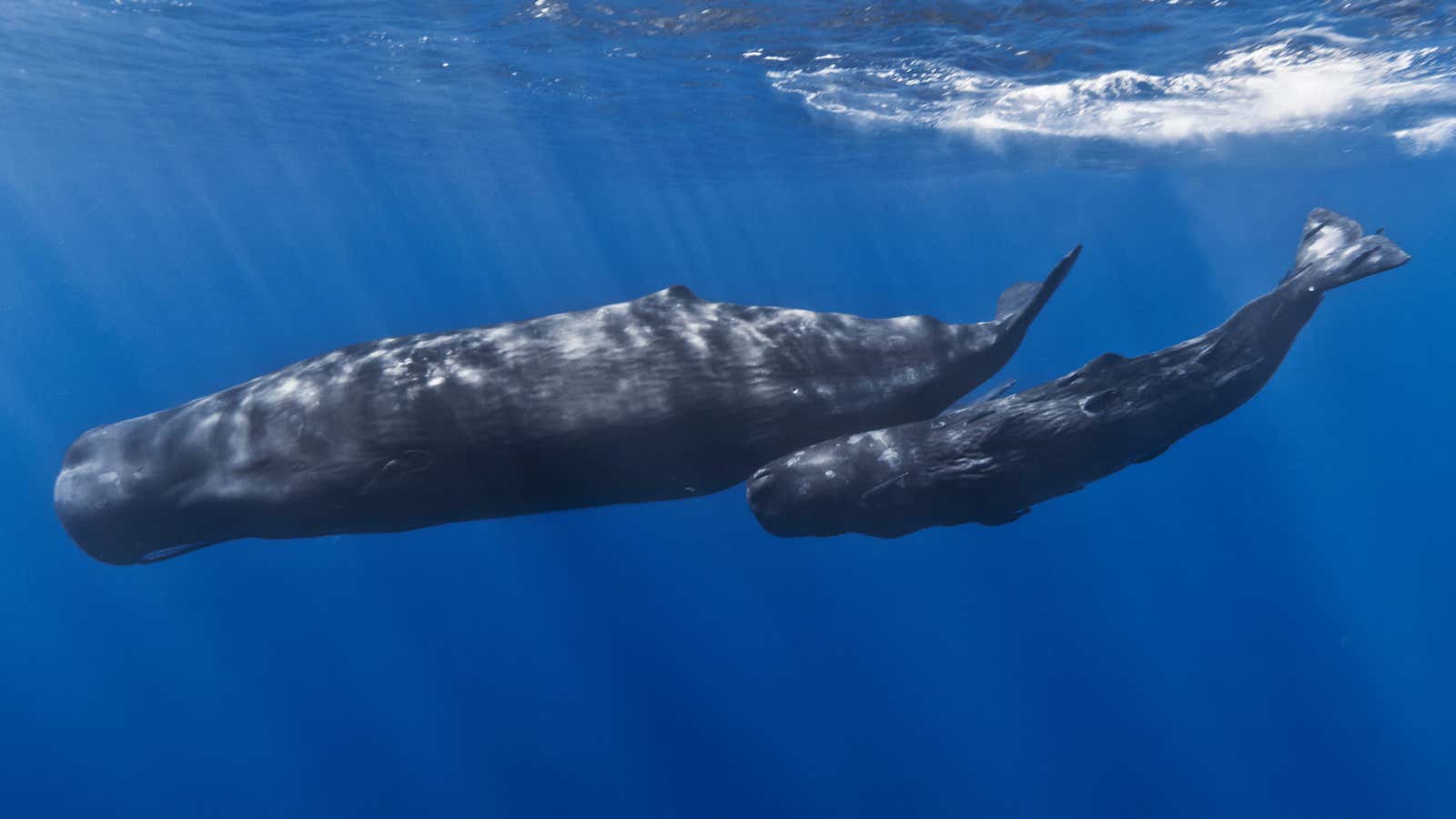 Sperm whales form clans with distinct cultures and dialects