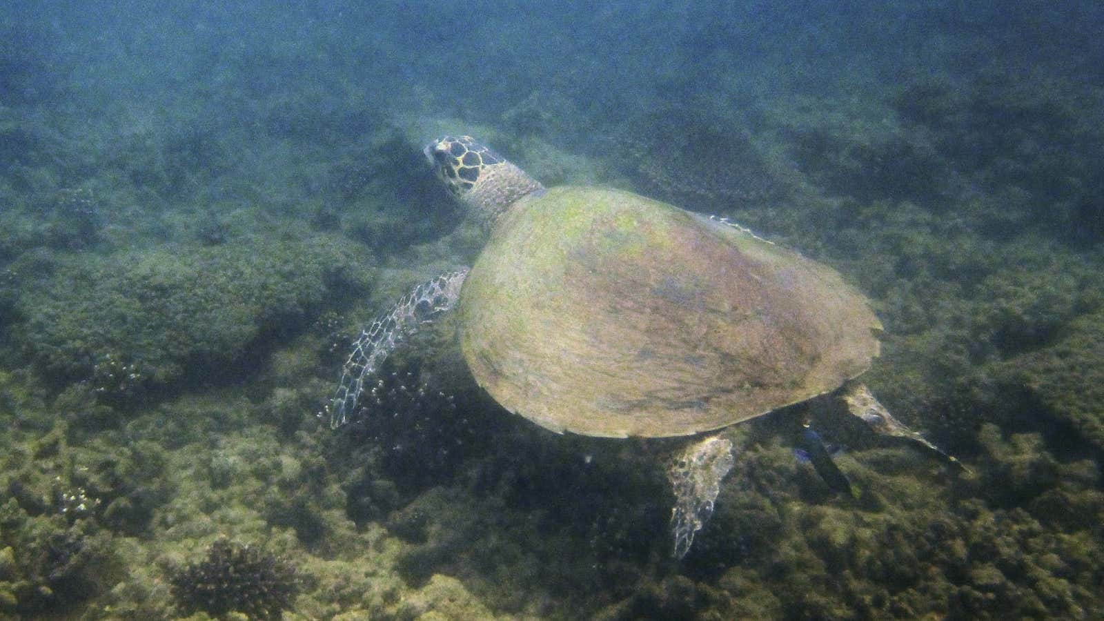 Australia’s Great Barrier Reef is an ecologically sensitive spot.