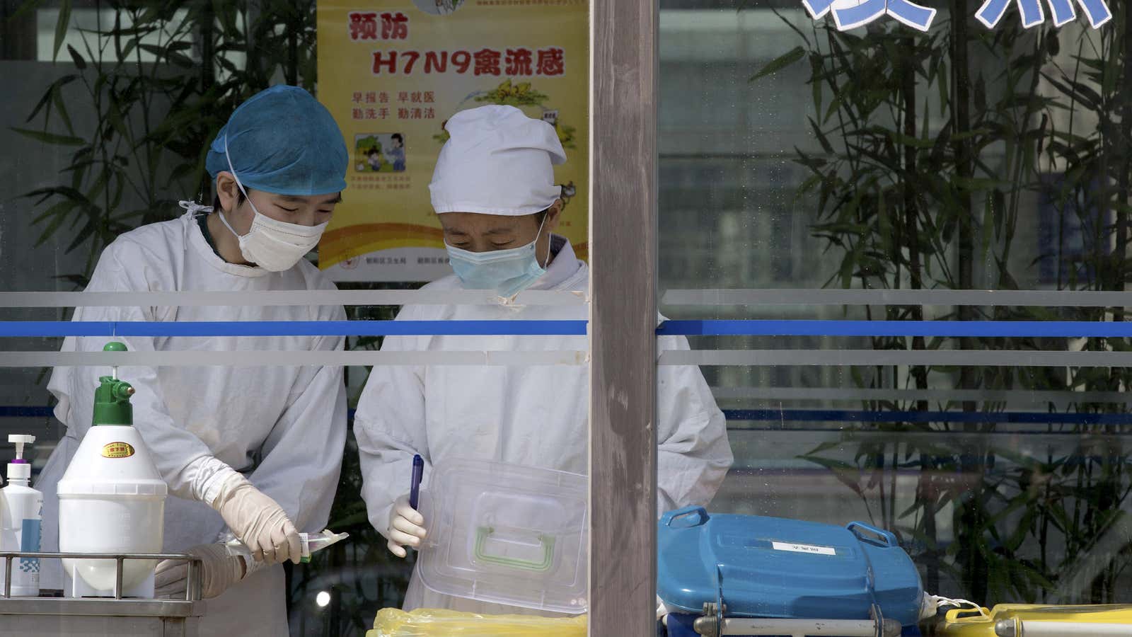 China bird flu breakdown: No country for old men